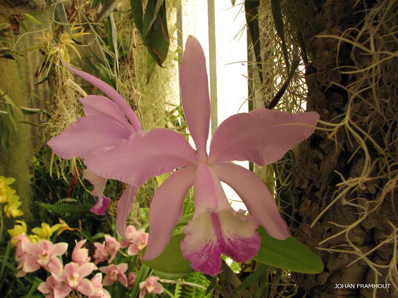 Funchal, orchideëntuin