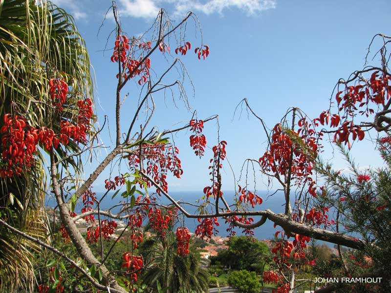 Funchal, botanische tuin
