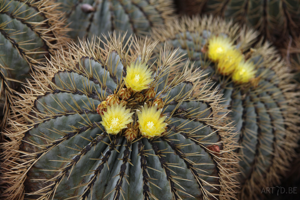 Cactusbloemen & vetplanten in openlucht op de Canarische eilanden