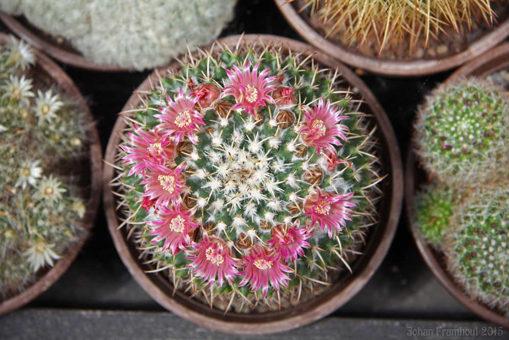 cactusbloemen in close up