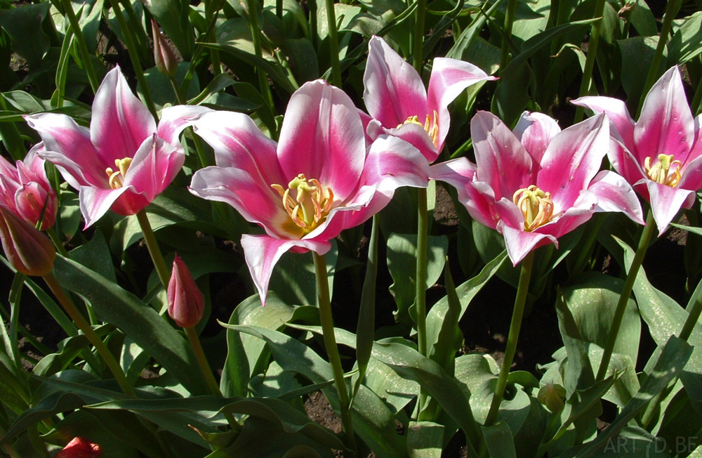 Tulpen in Vredehof, ook enige Groot-Bijgaarden en elders