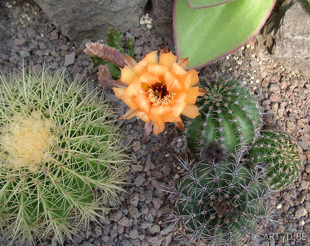 Bloeiende cactussen op een opentuindag in Wijnegem