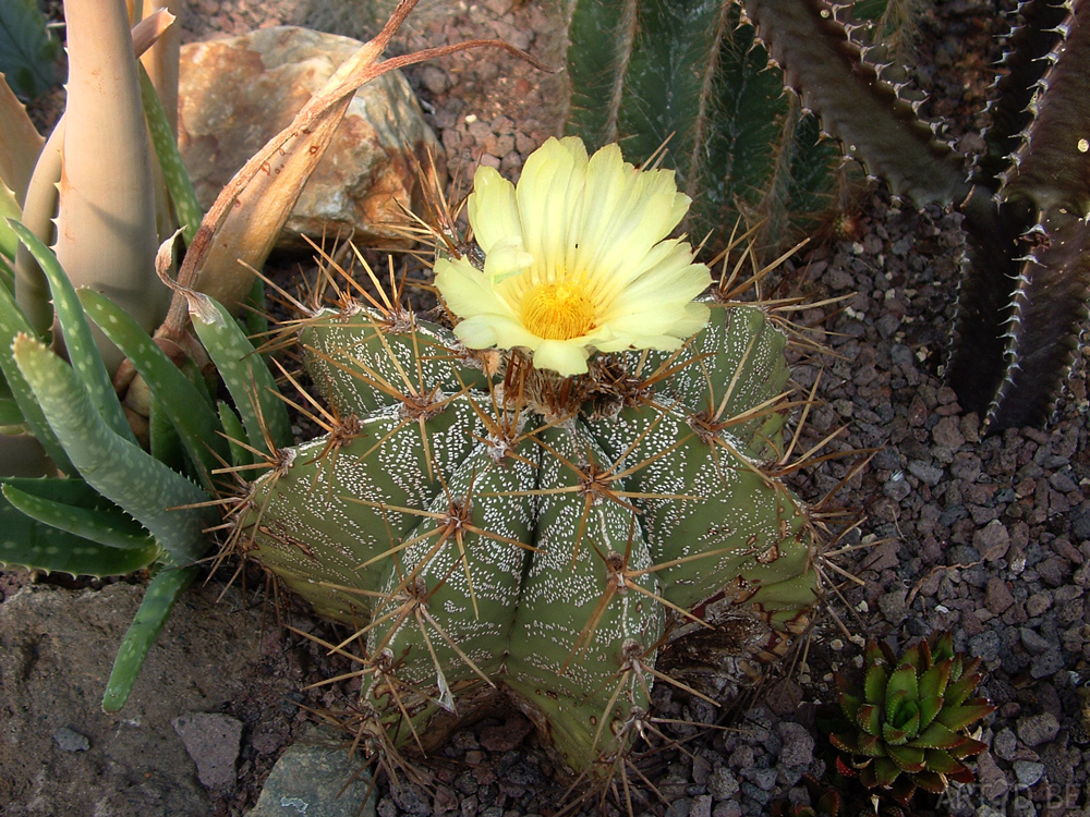 Bloeiende cactussen op een opentuindag in Wijnegem