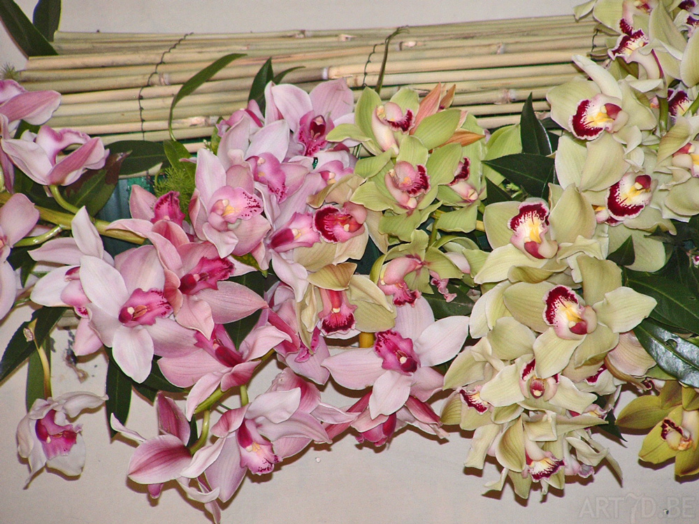 Orchideeën tentoonstelling Groot-Bijgaarden