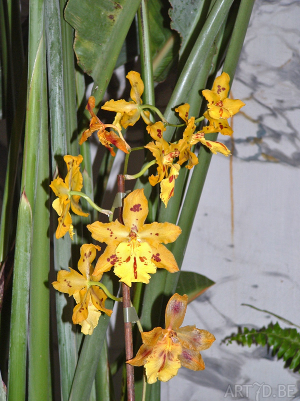 Orchideeën tentoonstelling Groot-Bijgaarden