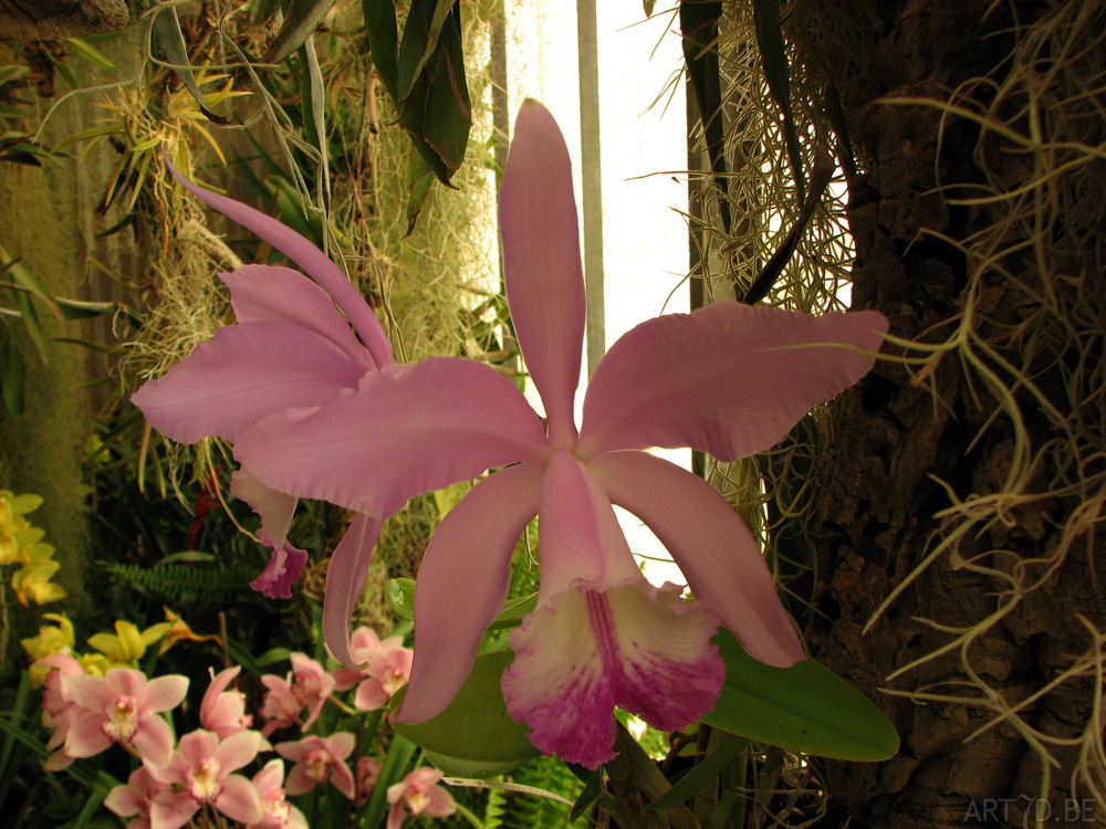 Orchideeën plantentuin Madeira