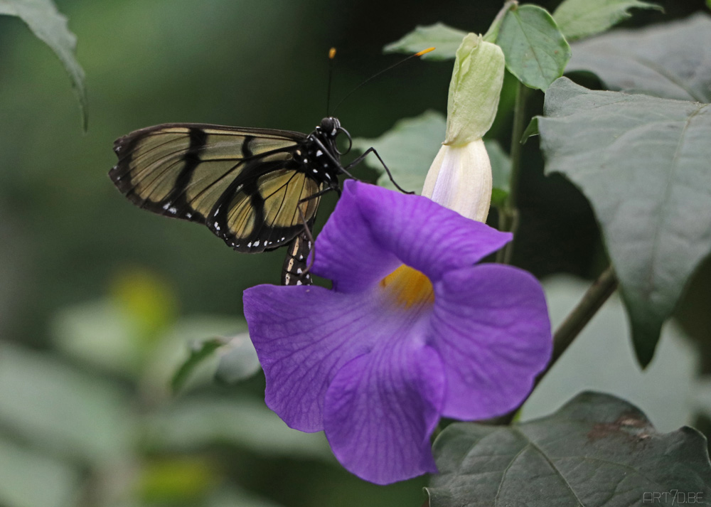 Butterfly garden Harskamp