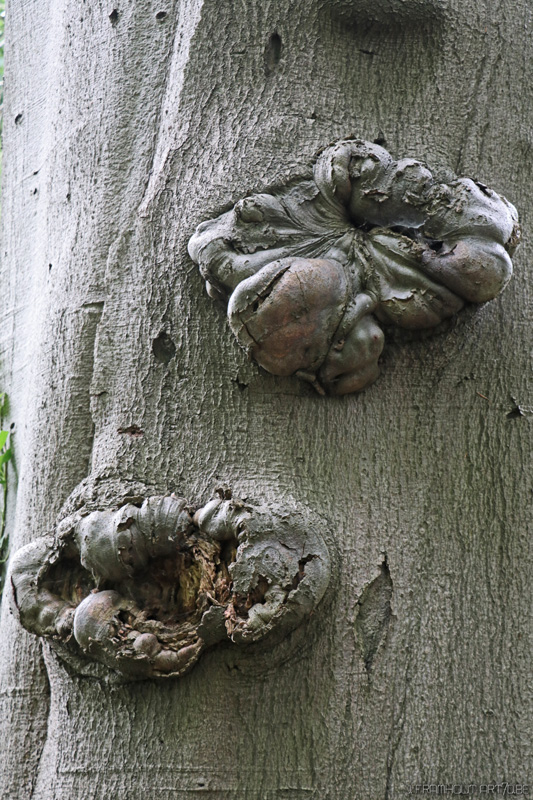 nature sculpture in the castle of  Edegem 2016_art7d_be