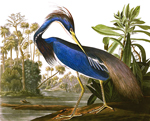 John James Audubon, Louisiana Heron, 1834