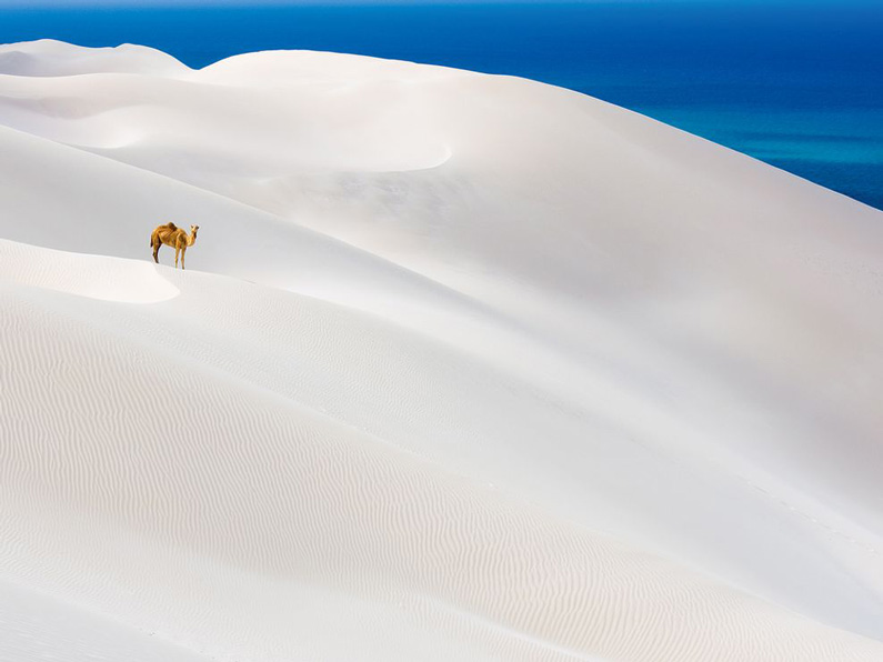 Sergei Reoutov, Camel, Socotra Island