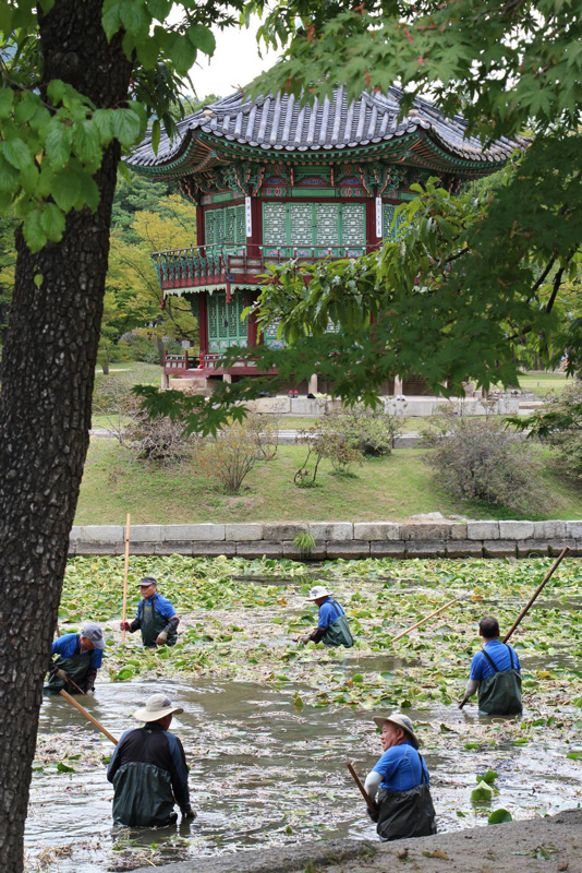 Lotus pond gardening. Gyeongbok palace grounds