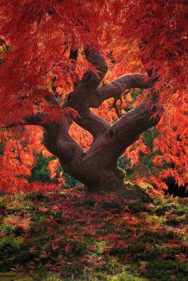 Jeremy Cram, Dragon Tree 