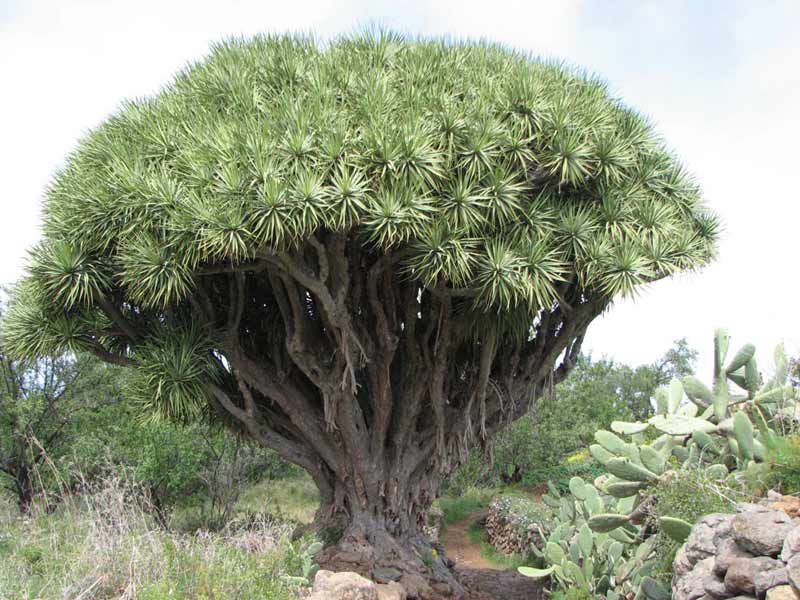 La Palma, drakenbloedboom