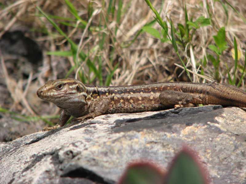 La Palma, hagedis