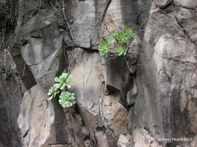 levada Ribeira Janela