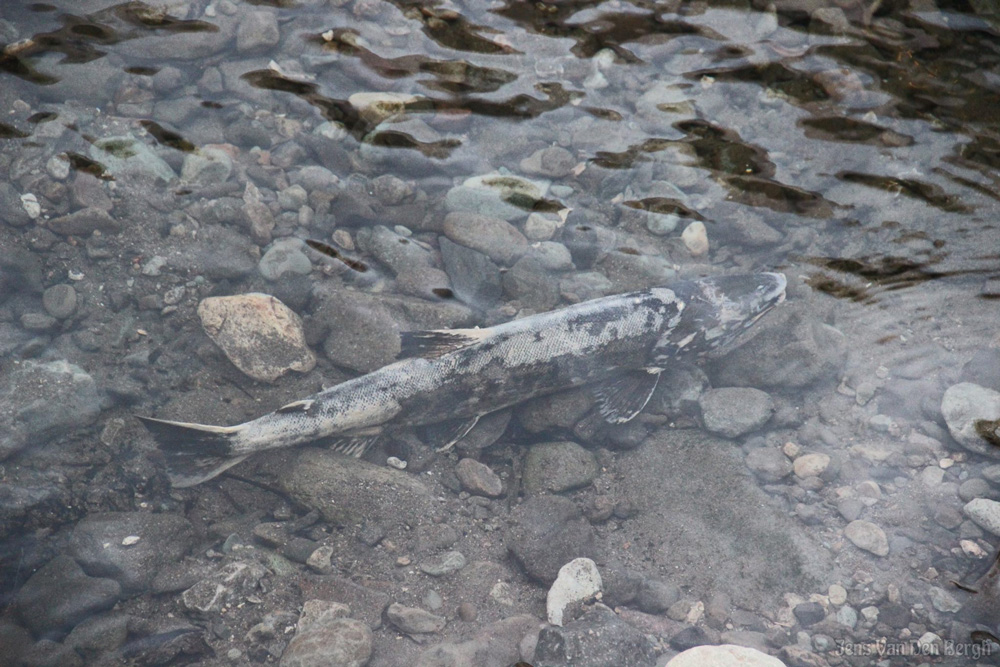 Salmon returning to his home river, Utoro, Shiretoko National Park