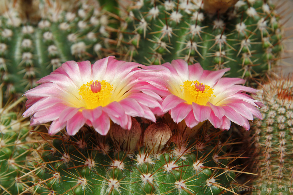 cactusbloemen in close up