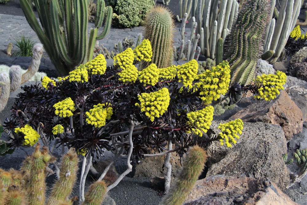 Cactusbloemen & vetplanten in openlucht op de Canarische eilanden