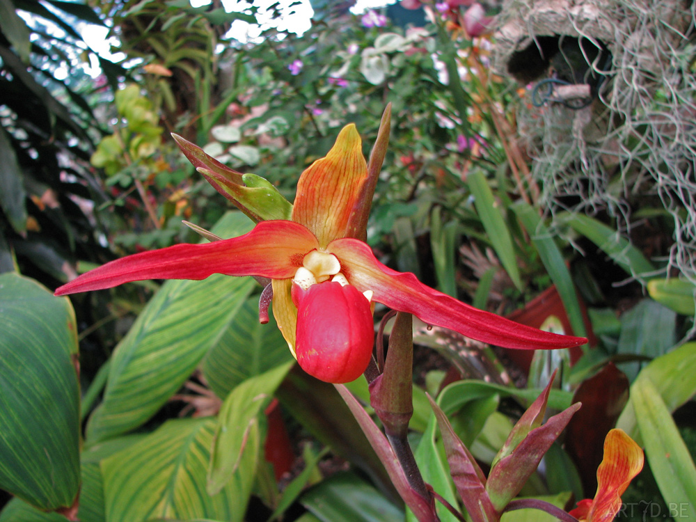 Orchideeën plantentuin Madeira
