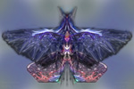 to Abstract ethereal Butterfly E11 (by Johan Framhout) 
